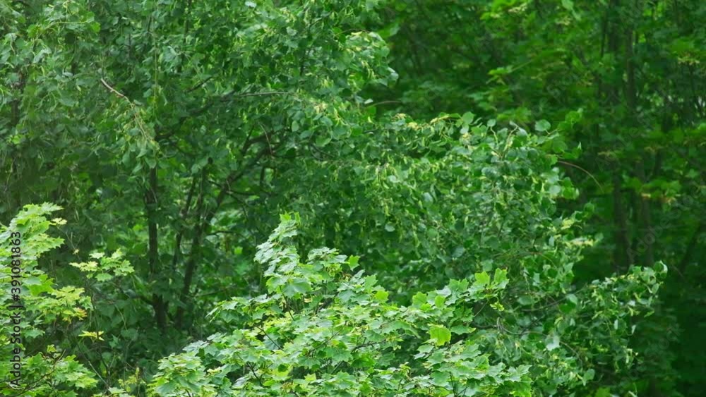 Top of the green forest in summer. Top of the green forest in summer.