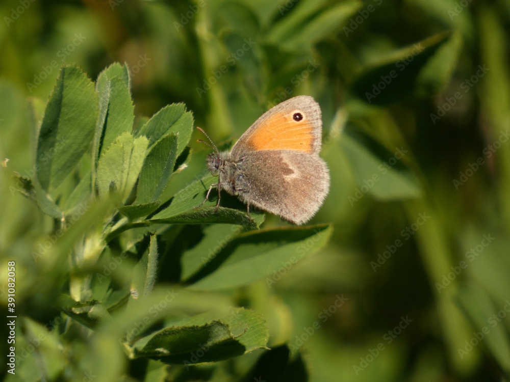 Small heath butterfly (Coenonympha pamphilus) - orange brown butterfly on green leaves of clover Small heath butterfly (Coenonympha pamphilus) - orange brown butterfly on green leaves of clover