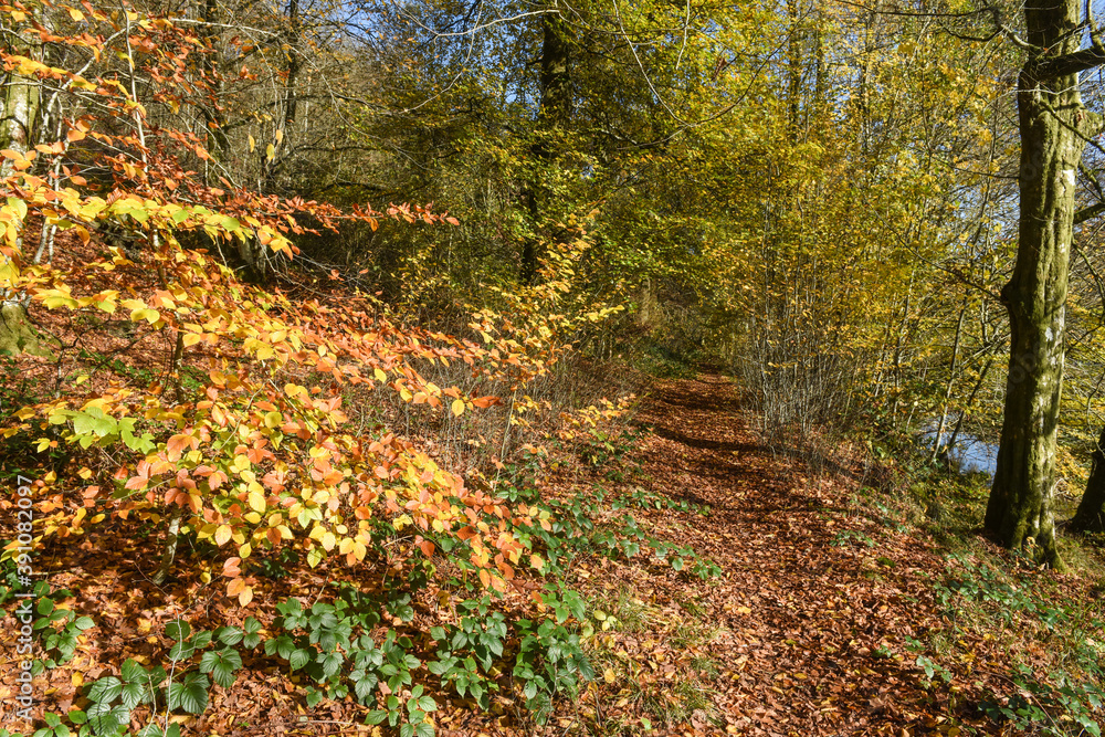 Belgique Wallonie automne nature foret sentier balade randonnée Belgique Wallonie automne nature foret sentier balade randonnée