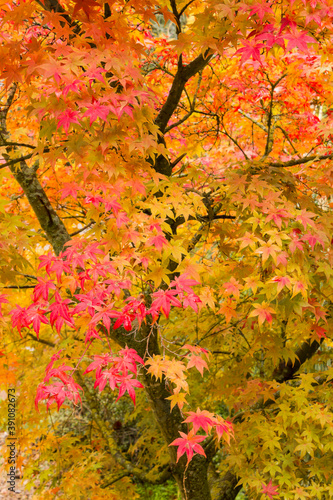 Maple with bright autumn colors