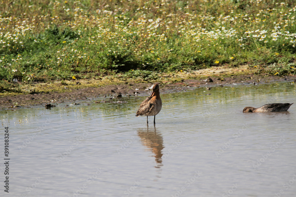Fototapeta premium A Sandpiper in the water