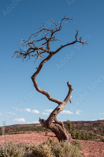 Dead tree at Capitol Reef