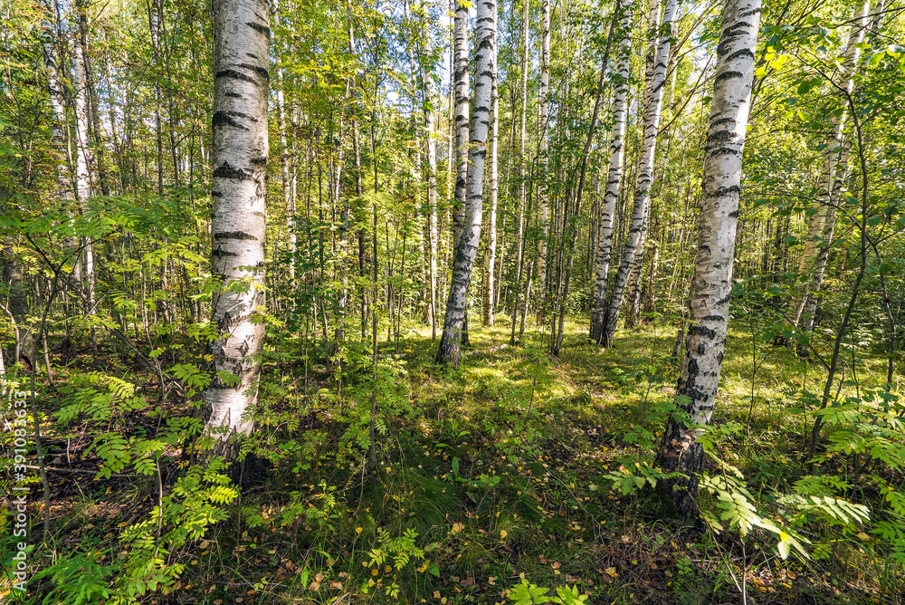 Fototapeta premium Green summer forest in the morning on a warm Sunny day .Natural background of Russian birch trees.