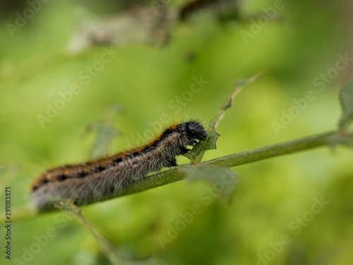 A small gray hairy caterpillar with longitudinal brown stripes devours leaves on a Bush branch against a background of green vegetation. Agricultural pests in natural conditions on a Sunny spring day. © Vladimir Kazachkov