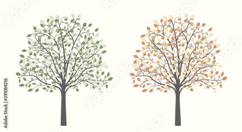 Tree with leaves in two versions, summer and autumn