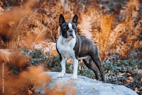 Boston terrier dog female outside. Dog in beautiful red and yellow park outside.