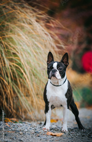 Boston terrier dog female outside. Dog in beautiful red and yellow park outside. 