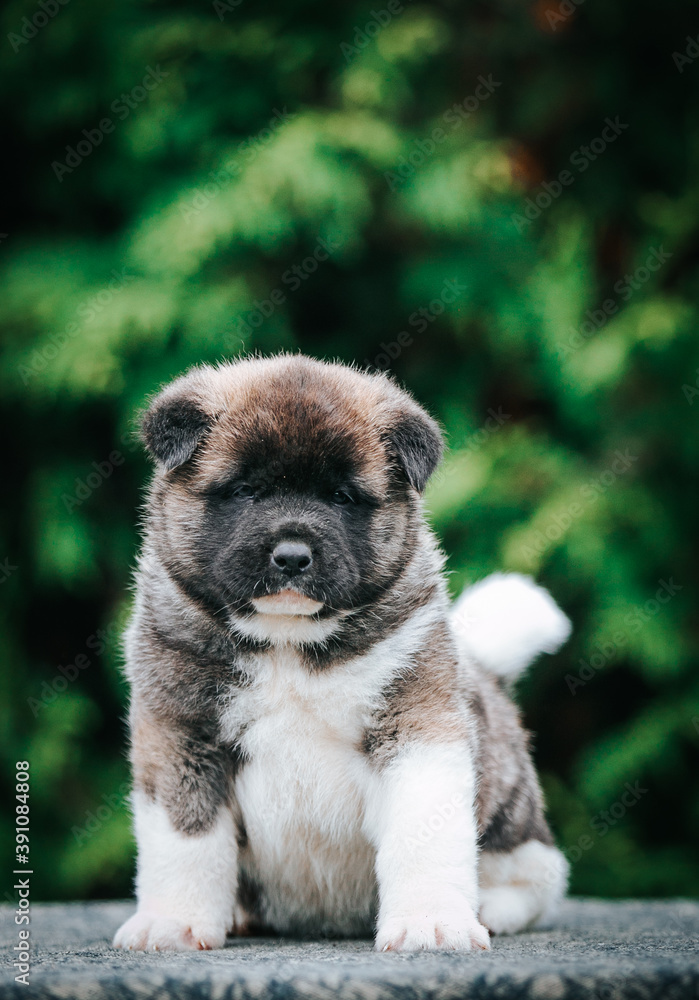 Obraz premium American akita cute puppy outside in the beautiful park. Akita litter in kennel photoshoot. 
