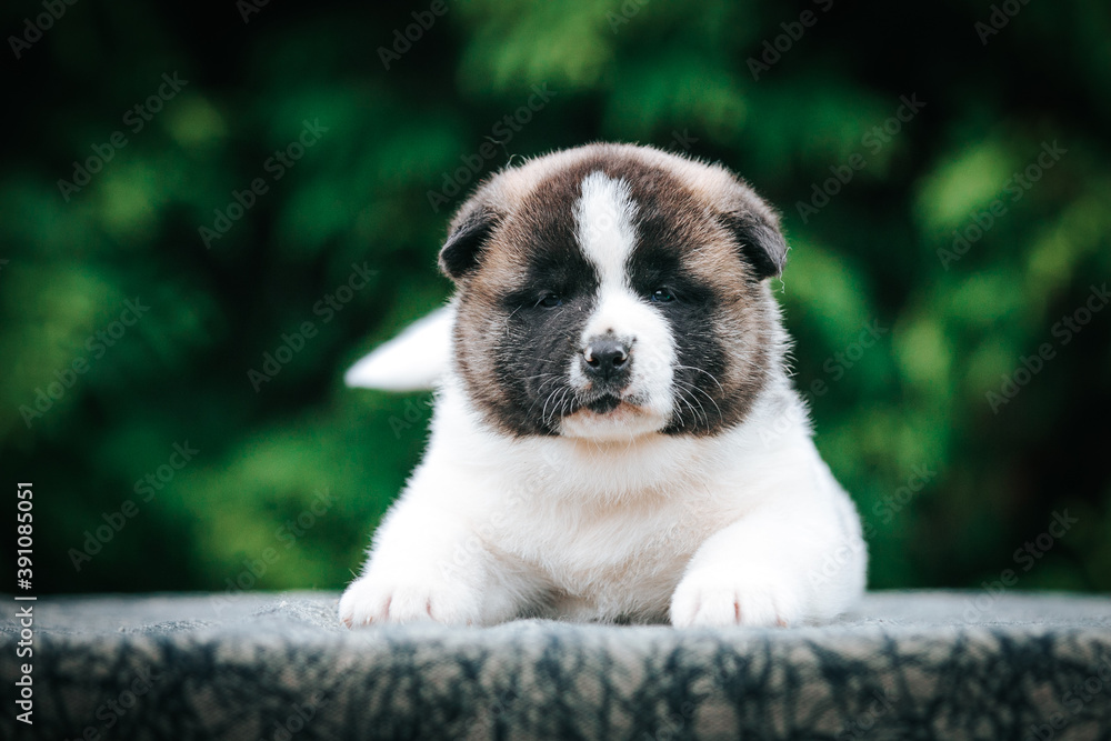 American akita cute puppy outside in the beautiful park. Akita litter in kennel photoshoot.	