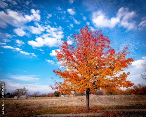 Fall tree with blue sky and clouds in a autumn day