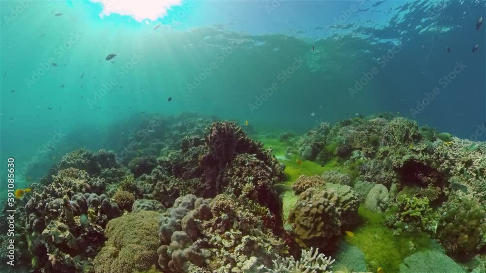 Coral reef and tropical fishes. The underwater world of the Philippines. Coral reef and tropical fishes. The underwater world of the Philippines.