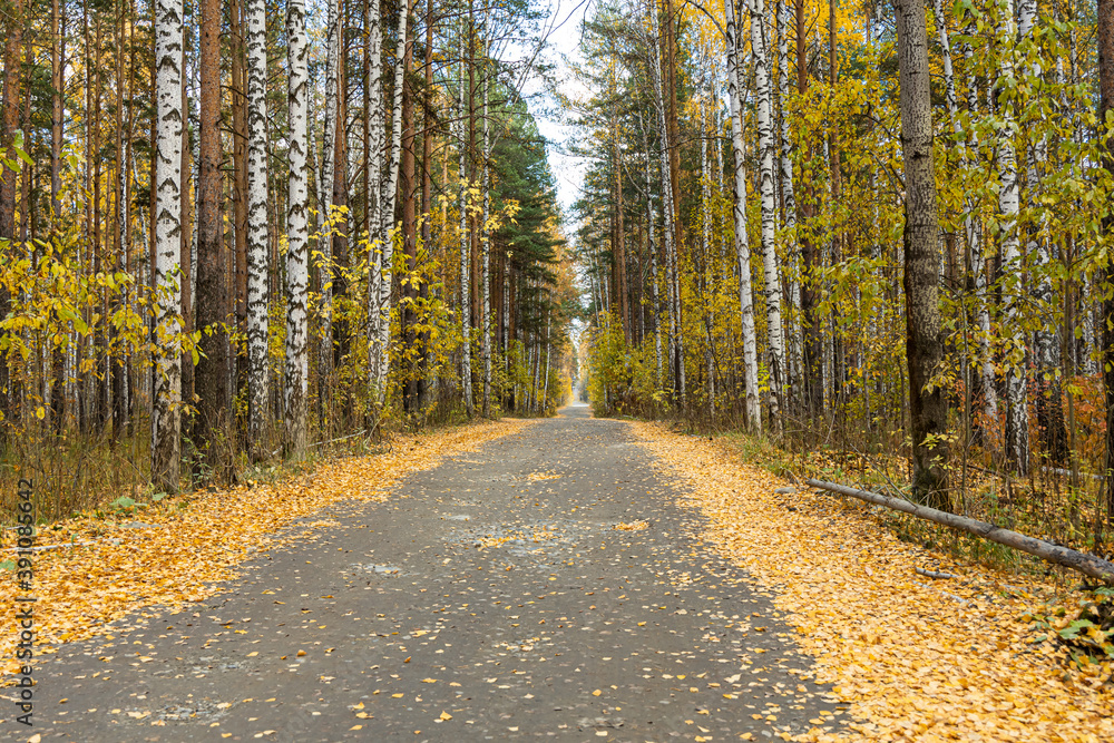 Obraz premium Gray trail with yellow leaves in an autumn pines and birches forest