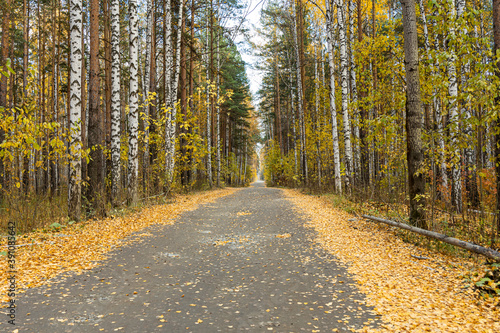 Gray trail with yellow leaves in an autumn pines and birches forest
