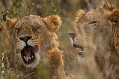 A pair of lion during dusk at Masai Mara  Kenya