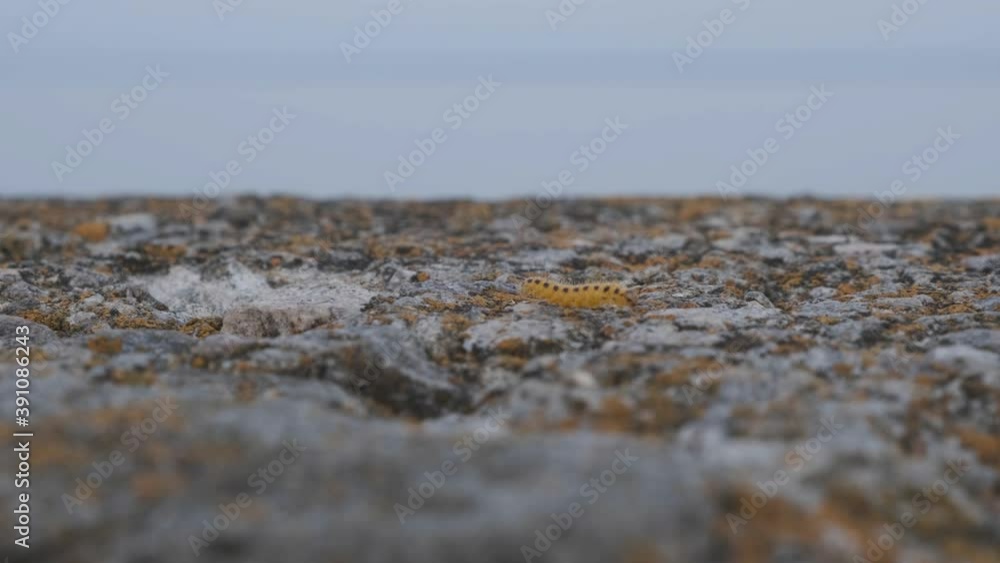 a yellow caterpillar with black dots on its back, crawling horizontally ...