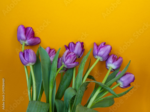 Fototapeta Naklejka Na Ścianę i Meble -  Purple tulip flowers on orange background. Minimal floral modern concept in contrast colors. Bunch of spring flowers. Copy space for text. Vertical standing tulips.