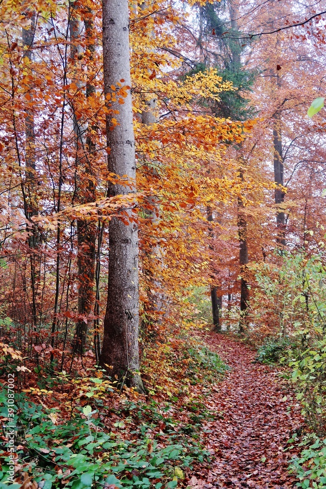 Fototapeta premium Noch leuchten die Wälder