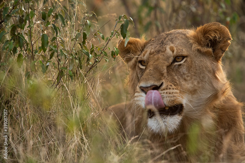 A portrait of a lion at Masai Mara  Kenya