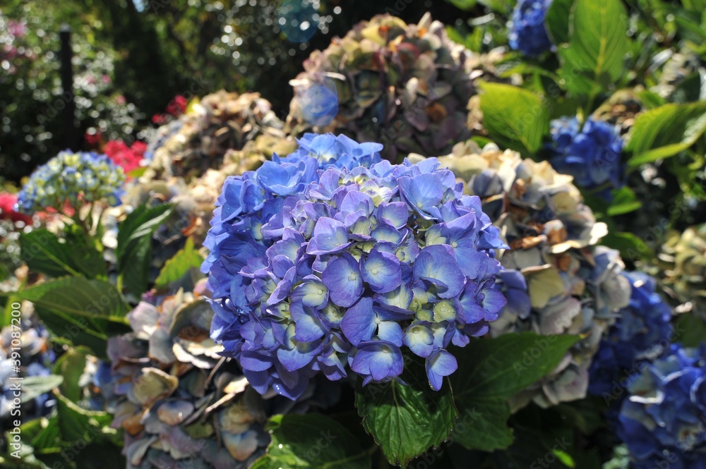 Beautiful Blue Hydrangea or Hortensia flower close up. Artistic natural background. flower in bloom in spring. Beautiful Blue Hydrangea or Hortensia flower close up. Artistic natural background. flower in bloom in spring.