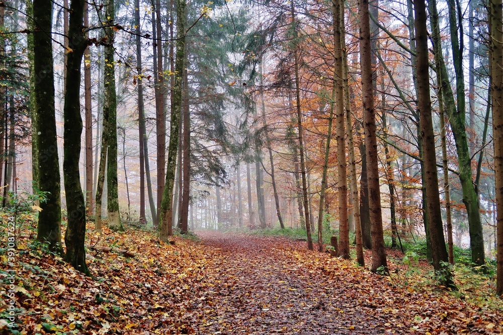 Obraz premium Herbstwald im Nebel