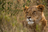 Portrait of a lion in the evening hours at Masai Mara, Kenya