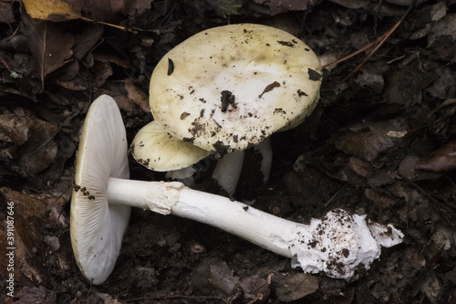 Amanita phaloides death cup mushroom of greenish color in hat with white blades, foot, veil and volva in forest with plant remains around