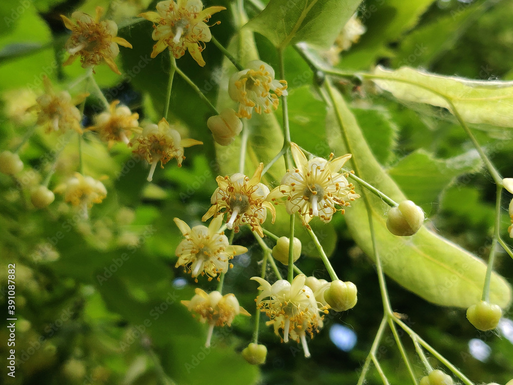 Fototapeta premium Linden flowers blossoming on a tree in summer