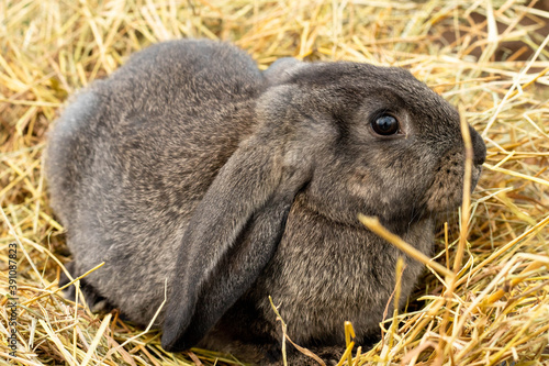 a beautiful little brown rabbit is lying in the hay