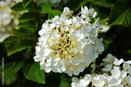 Beautiful hydrangea flower