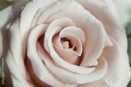 pink rose closeup photo