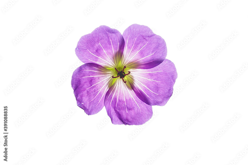purple geranium flower isolated on white background