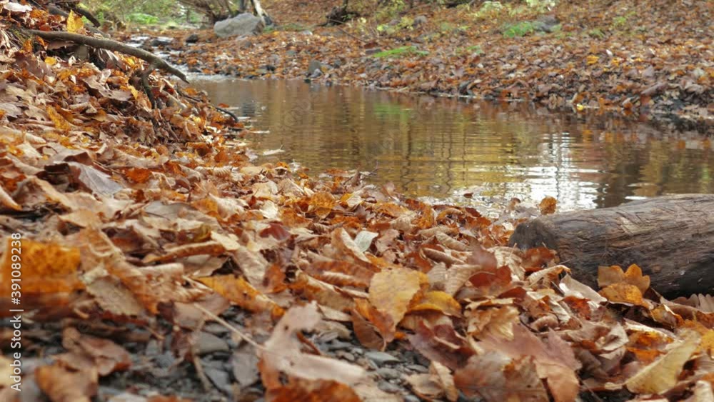 Fallen tree in autumn forest creek Fallen tree in autumn forest creek