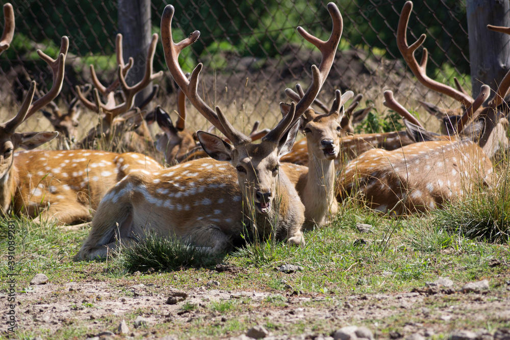Fototapeta premium deer, animal, forest, grass, park, nature