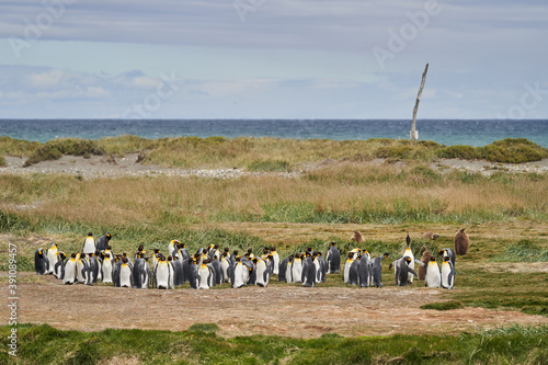 Aptenodytes patagonicus  black and white King Penguins living in Antartica and south America. Penguin colony at tierra del fuego called pinguino del rey