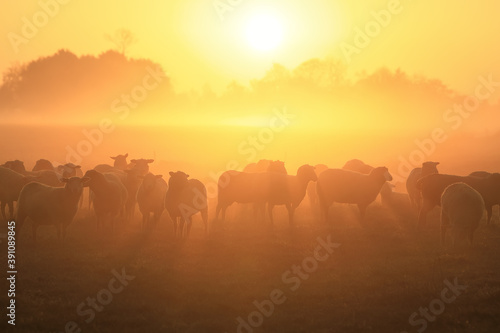 sheep herd on pasture at sunrise