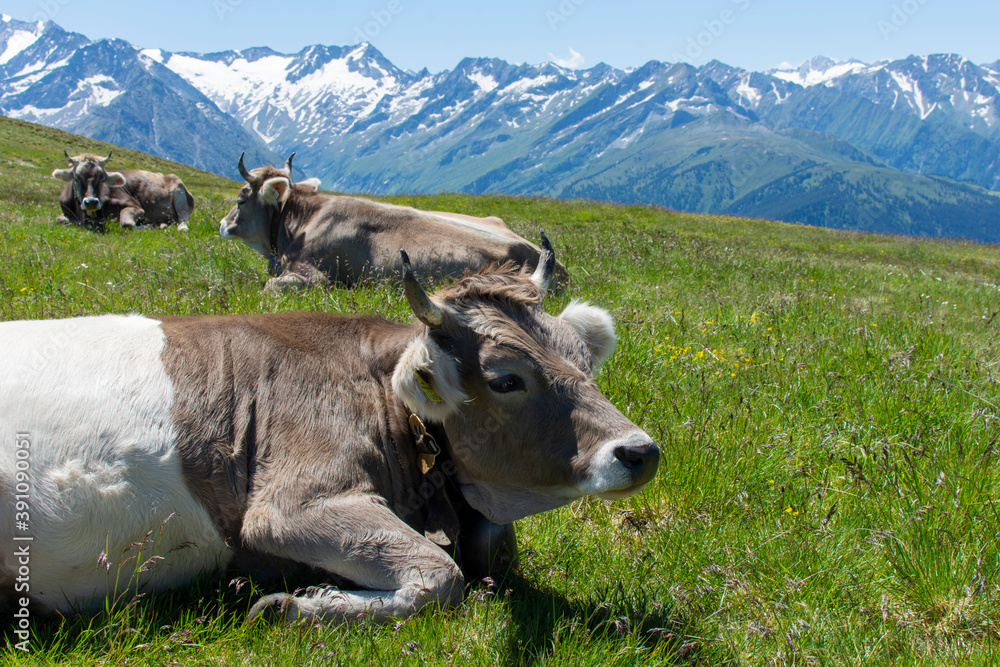 Glückliche Kühe im Zillertal