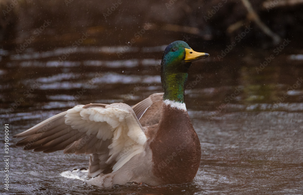 Obraz premium Mallard duck