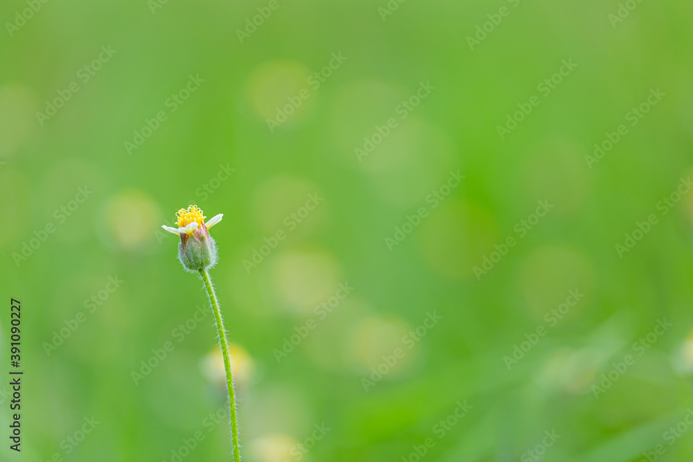 Yellow sow-thistle flower in a green grass meadow, yellow dandelion on green background, perfect for background, texture, macro photopraphy Yellow sow-thistle flower in a green grass meadow, yellow dandelion on green background, perfect for background, texture, macro photopraphy