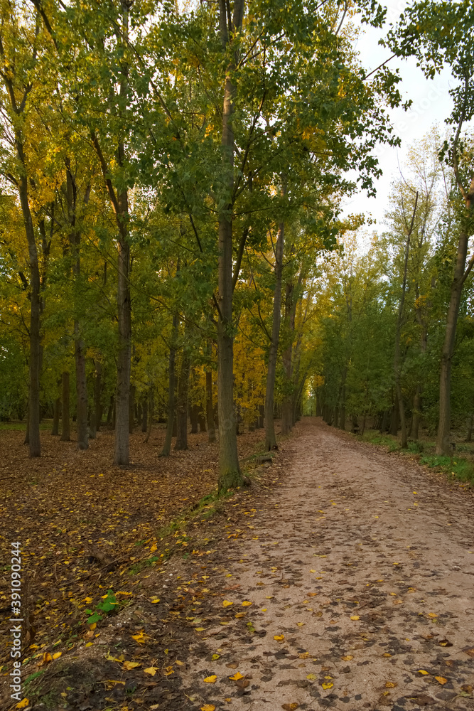 Naklejka premium krajobraz drzewa park liście jesień