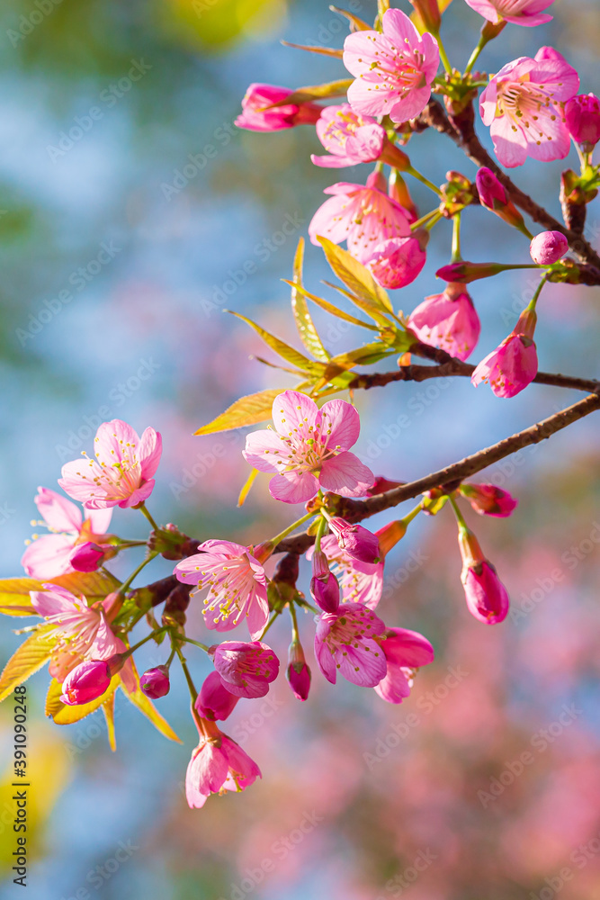 Prunus cerasoides are beautiful pink in nature