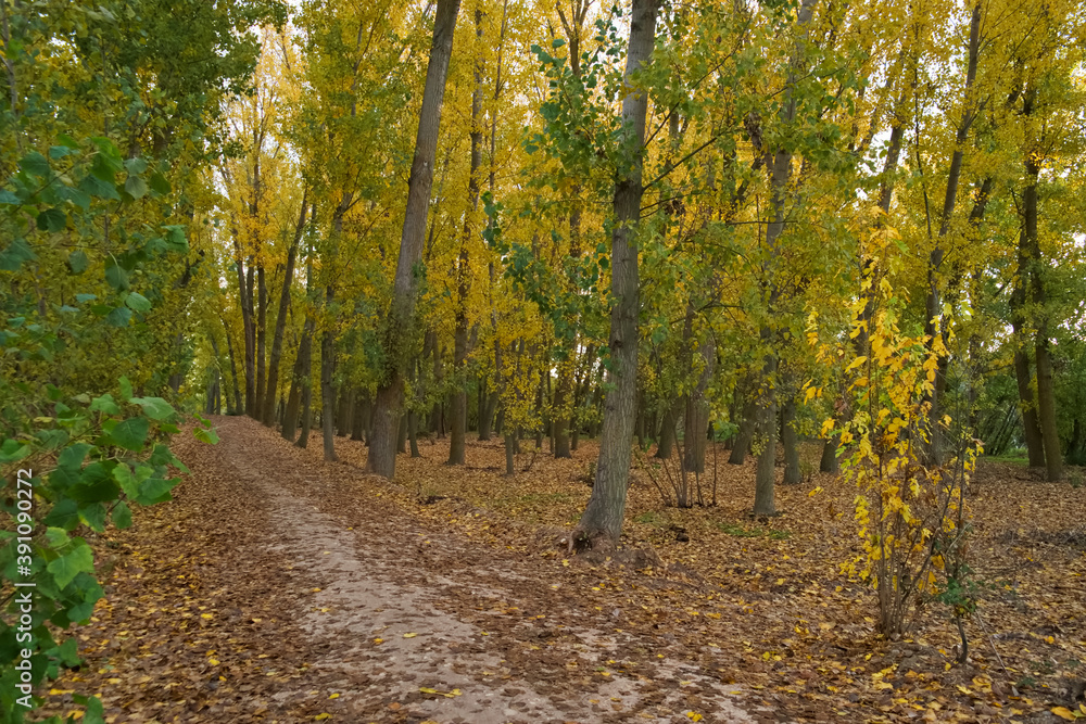 krajobraz drzewa park liście jesień krajobraz drzewa park liście jesień