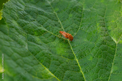 Macro photo of two orange ladybugs on a green leaf. Selective focus