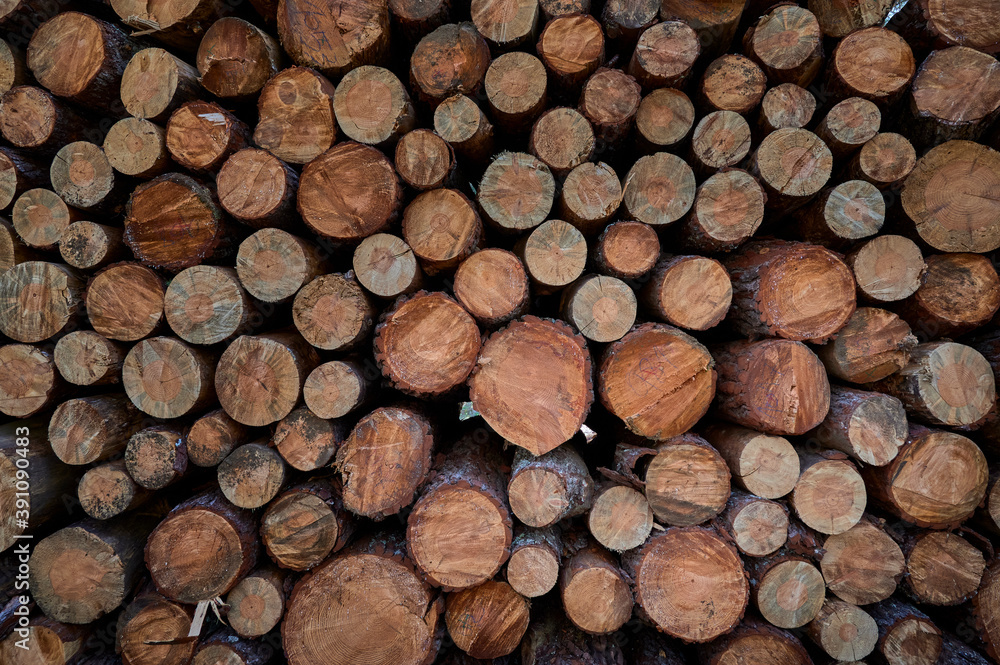 Pine logs cut in pine forest Pine logs cut in pine forest