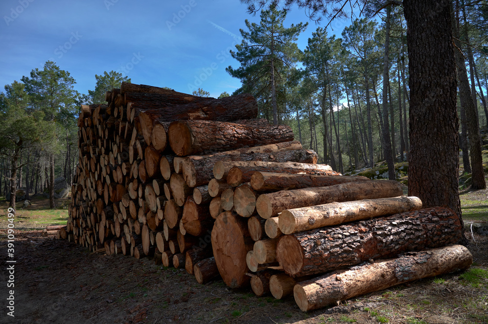 Pine logs cut in pine forest