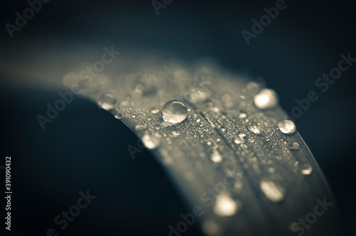 Water drops on a leaf screensaver