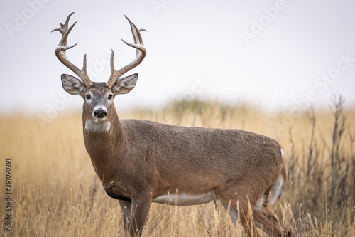 Obraz na plátně Big Buck in Wild