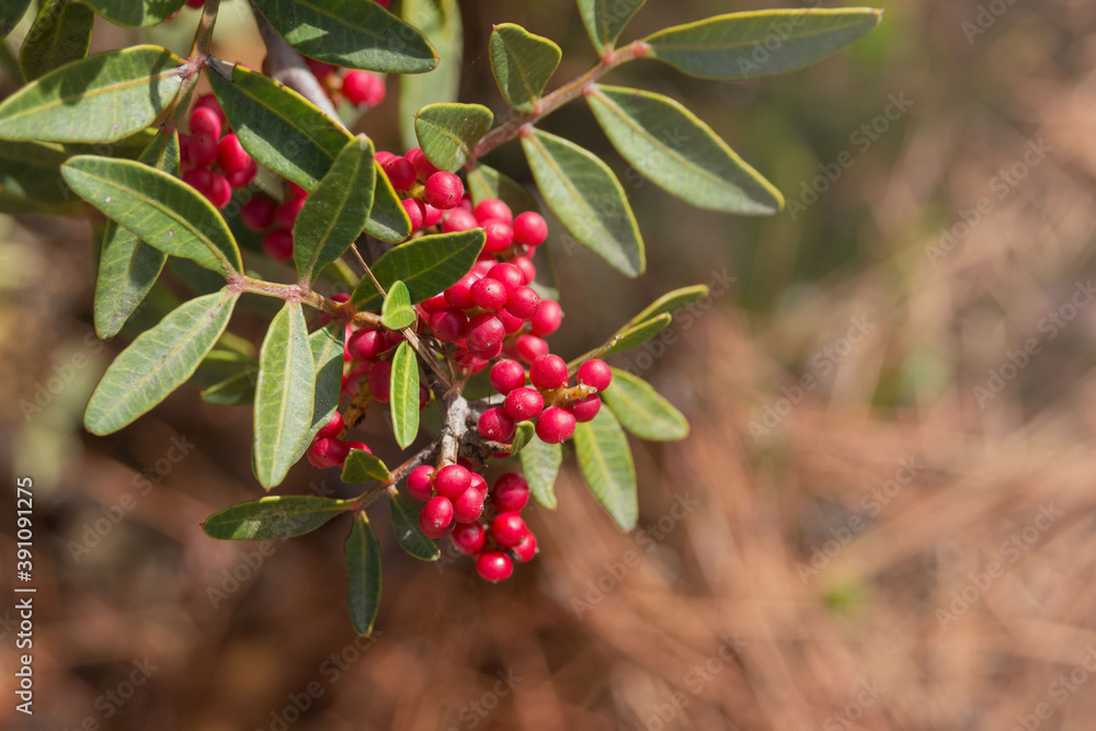 Obraz premium Red fruits of the mastic tree Pistacia lentiscus close-up. The plant is used in medicine and cosmetology.