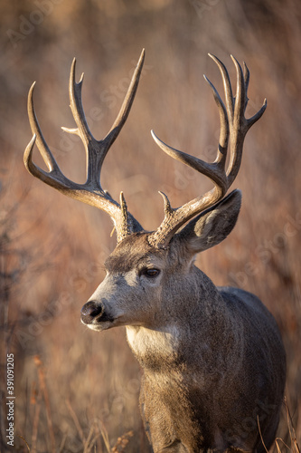 Photography Large Rack