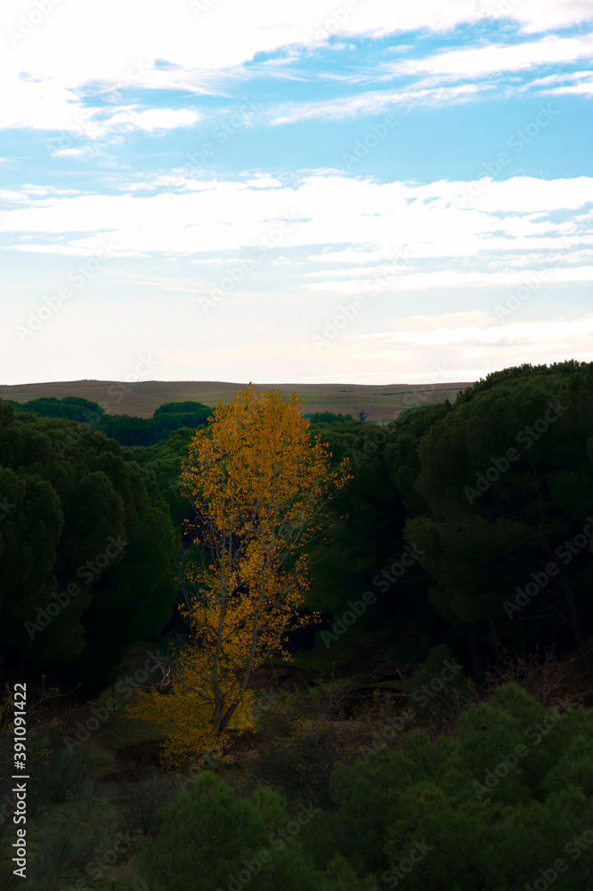 krajobraz drzewa park liście jesień