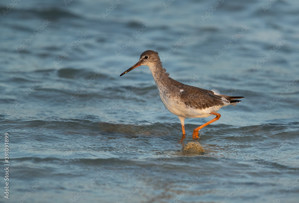 Portrait of a Redshank at Busiateen coast, Bahrain Portrait of a Redshank at Busiateen coast, Bahrain